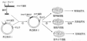 原核生物與真核生物的辨析 基于一道典型生物學(xué)題目的分析